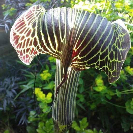 Arisaema GRIFFITHII или Аризема Гриффита (растение)