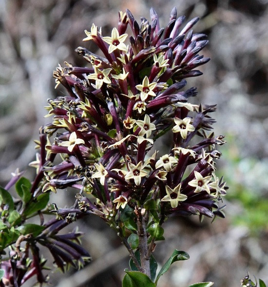 Cestrum BUXIFOLIUM BLACK BEAUTY или Цеструм Самшитолистный (растение)