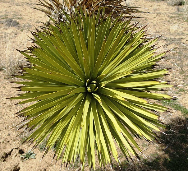 Yucca BREVIFOLIA или Юкка Коротколистная (растение)
