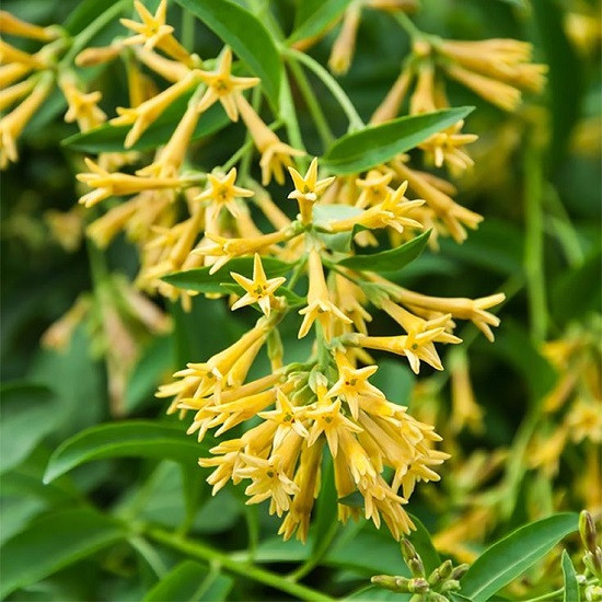 Cestrum NOCTURNUM или Цеструм Ночной (растение)