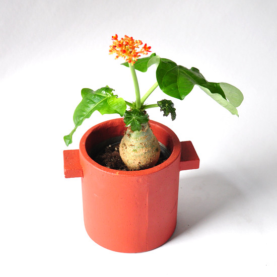 Jatropha PODAGRICA или Ятрофа Подагрика (растение)