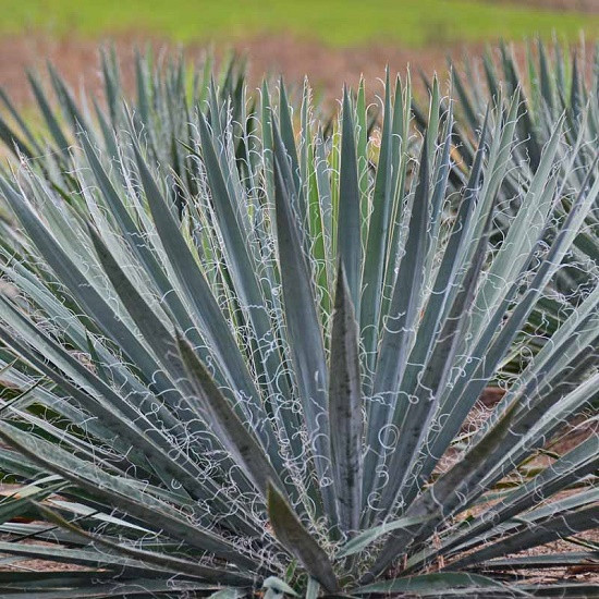 Yucca FILAMENTOSA EXCALIBUR или Юкка Нитчатая (растение)