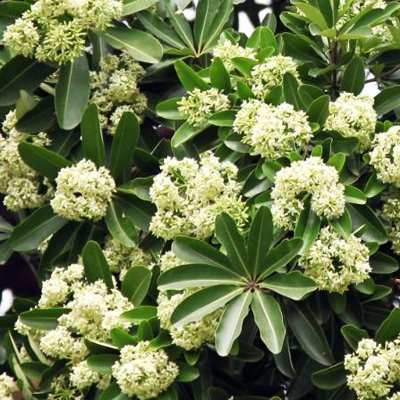 Alstonia SCHOLARIS или Альстония Схоларис (растение)