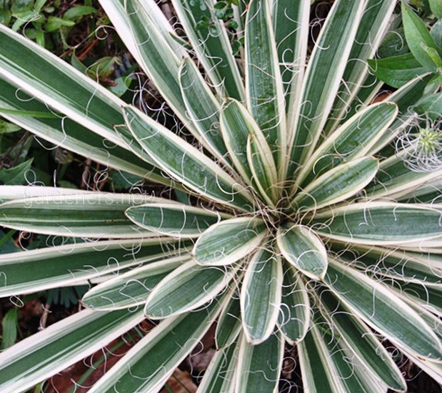 Yucca FILAMENTOSA IVORY TOWER или Юкка Нитчатая (растение)