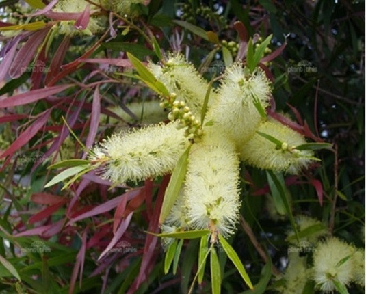 Callistemon SALIGNUS или Каллистемон Иволистный (растение)