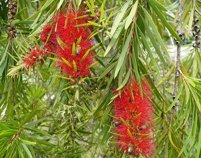 Callistemon SPECIOSUS или Каллистемон Прекрасный (растение)