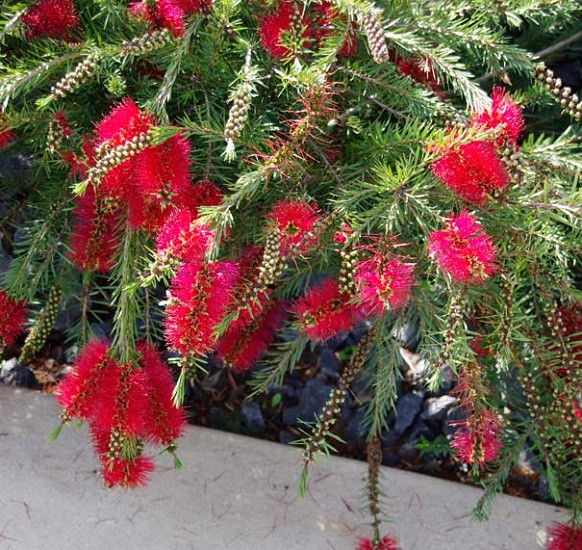 Callistemon SUBULATUS или Каллистемон Шиловидный (растение)