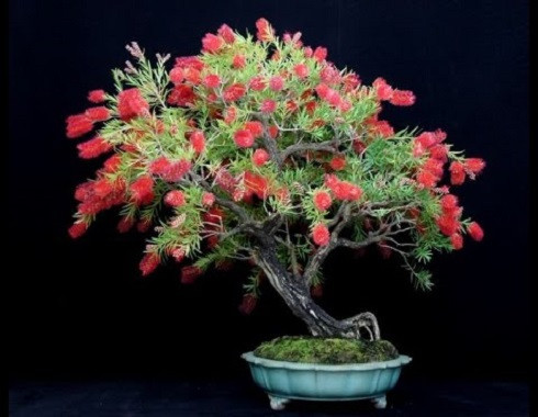 Callistemon VIMINALIS LITTLE JOHN или Каллистемон Сплетённый (растение)