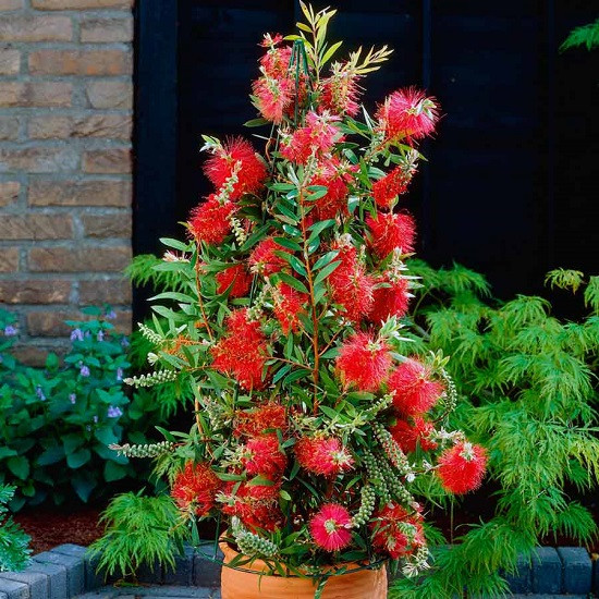 Callistemon RIGIDUS или Каллистемон Жёсткий (растение)