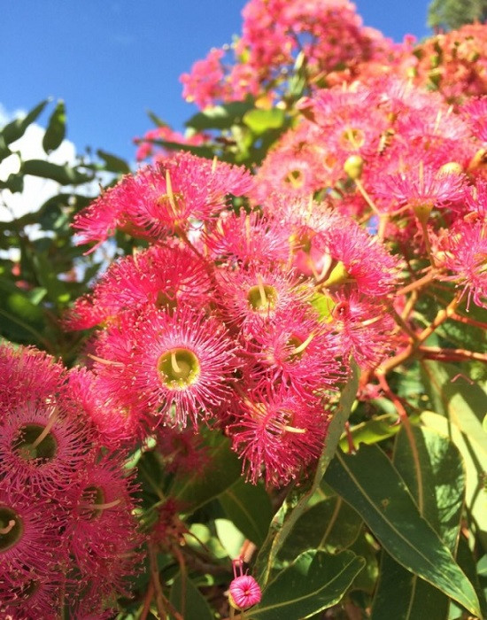 Corymbia CALOPHYLLA или Коримбия Красиволистная (растение)