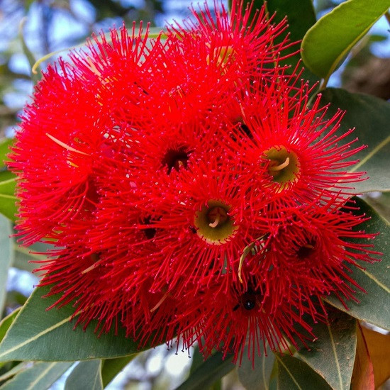 Corymbia FICIFOLIA или Коримбия Фикусолистная (растение)