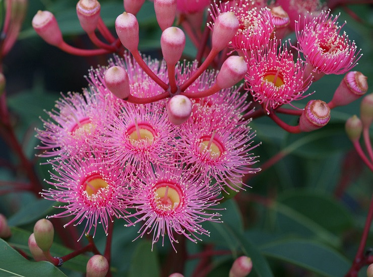 Corymbia PTYCHOCARPA или Коримбия Болотная (растение)