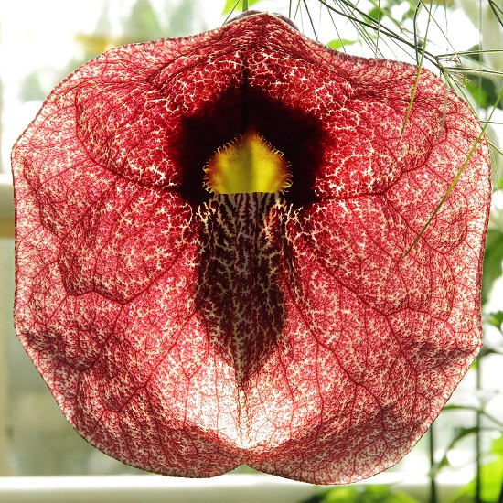 Aristolochia GIGANTEA или Аристолохия Гигантская (растение)