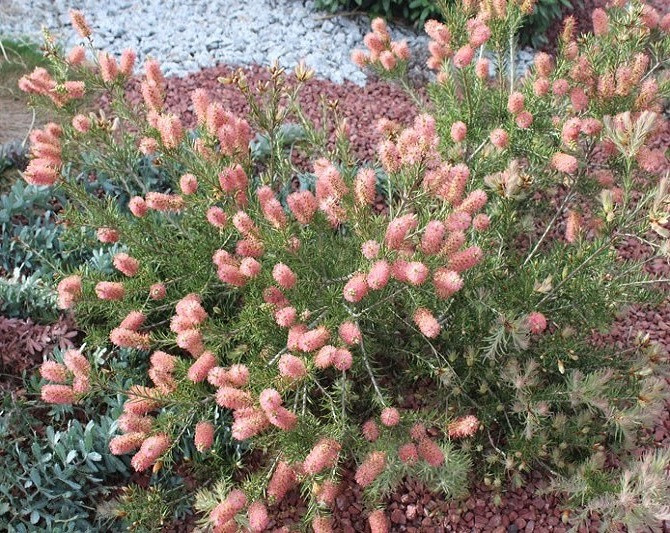 Callistemon PITYOIDES или Каллистемон Сосновый (растение)