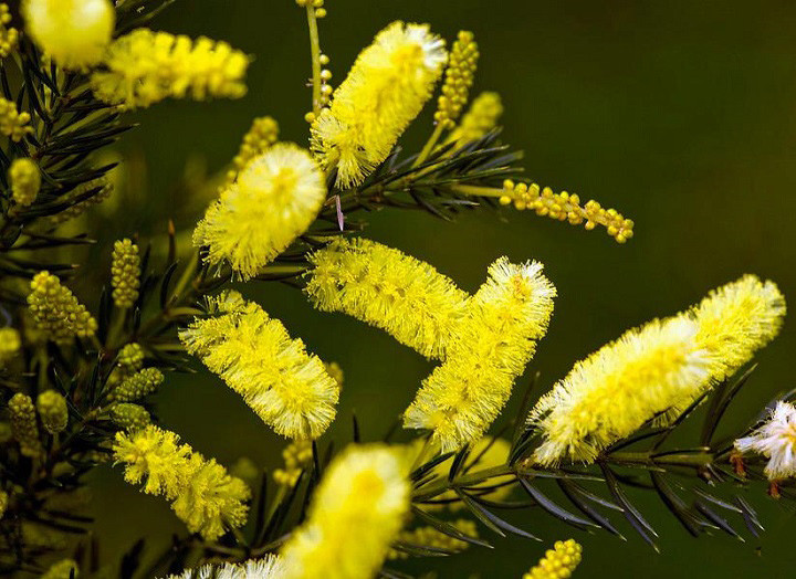 Callistemon PALLIDUS или Каллистемон Бледный (растение)