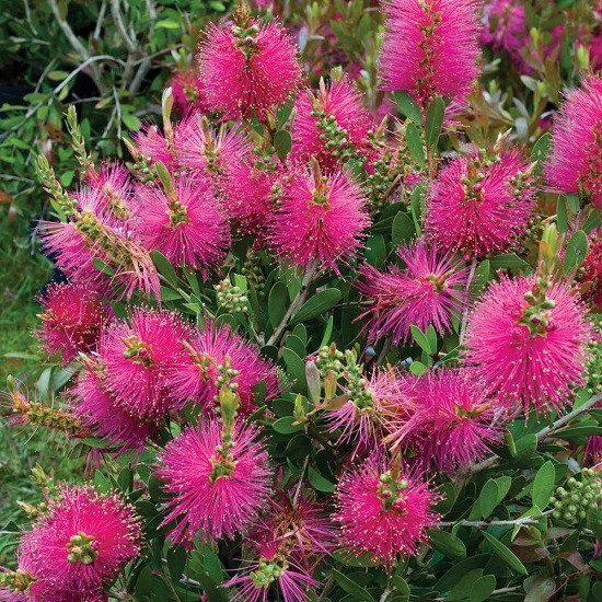 Callistemon VIOLACEUS или Каллистемон Фиолетовый (растение)