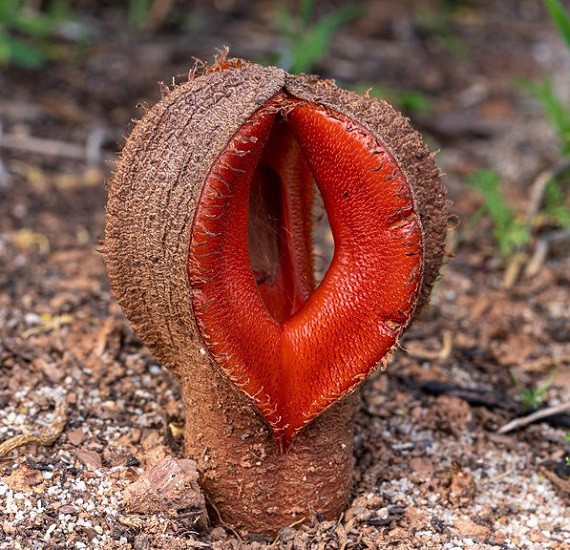 Hydnora AFRICANA или Гиднора Африканская (растение)