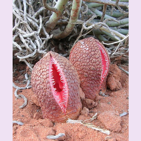 Гиднора африканская