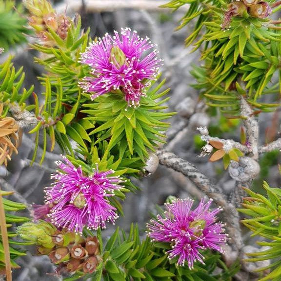 Melaleuca SQUAMEA или Мелалеука ЧЕШУЙЧАТАЯ (растение)