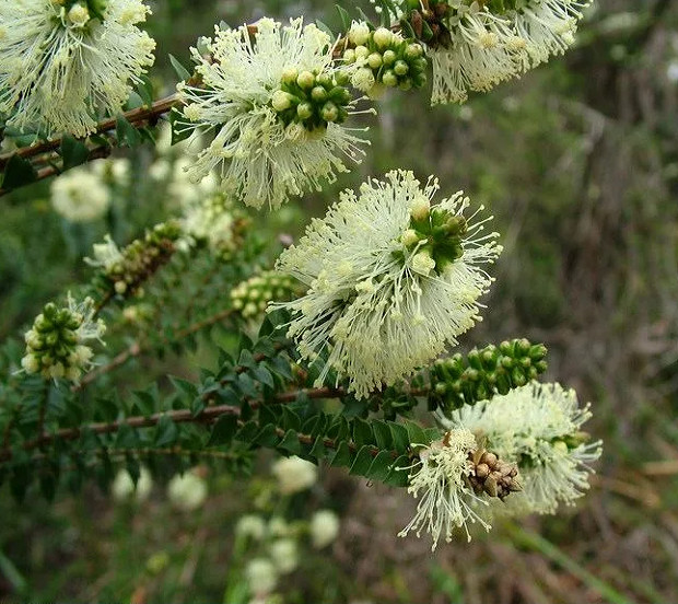 Melaleuca SQUARROSA или Мелалеука Скуарроса (растение)