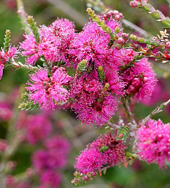 Melaleuca GIBBOSA или Мелалеука Гиббоза (растение)