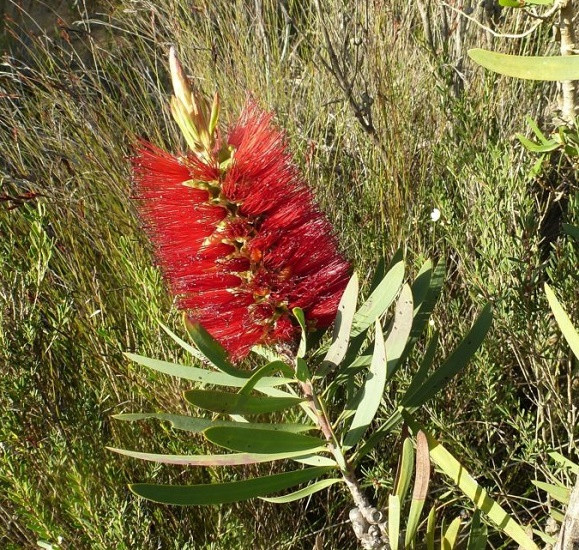 Melaleuca GLAUCA или Мелалеука Сизая (растение)