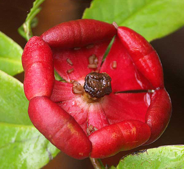 Uvaria LURIDA или Увария Бледная (растение)