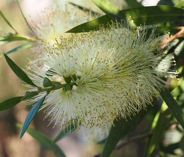 Melaleuca LOPHANTHA или Мелалеука Лофанта (растение)