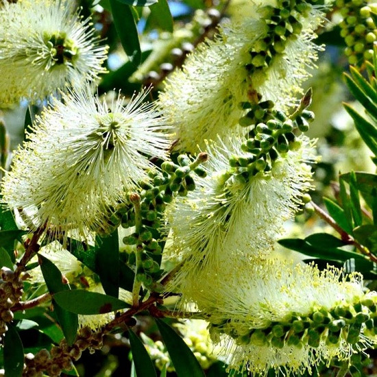 Melaleuca PALLIDA или Мелалеука Паллида (растение)