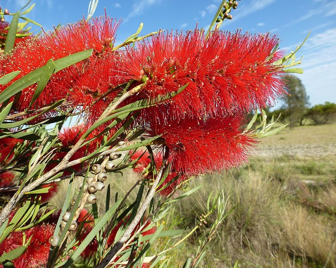 Melaleuca PHOENICEA или Мелалеука Фениксия (растение)