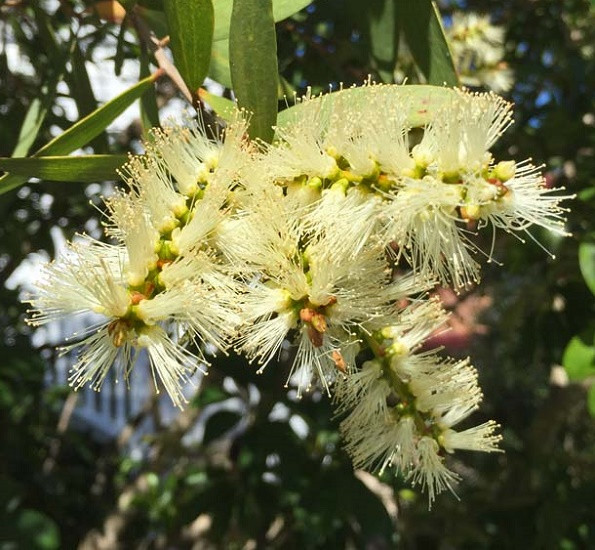 Melaleuca QUINQUENERVIA или Мелалеука Пятинервная (растение)