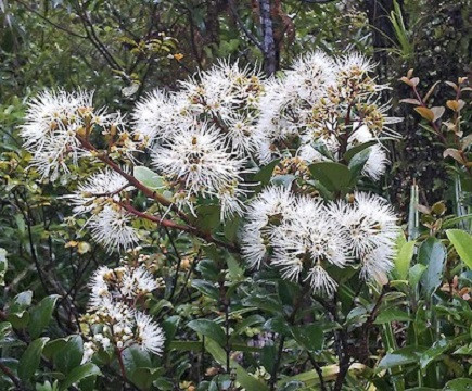 Metrosideros ALBIFLORA или Метросидерос Альбифлора (растение)