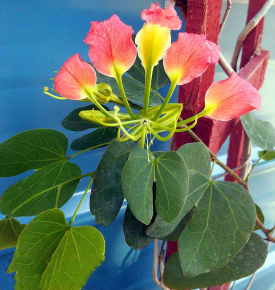 Bauhinia MADAGASCARIENSIS или Баухиния Мадагаскарская (растение)