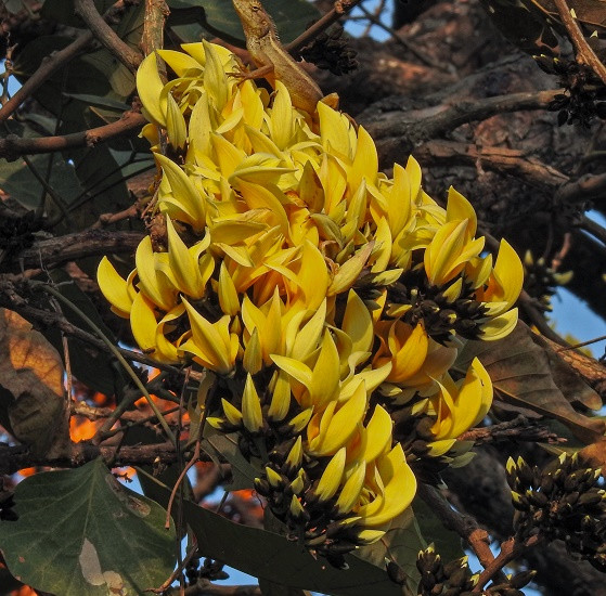 Butea MONOSPERMA YELLOW или Бутея Односемянная (растение)