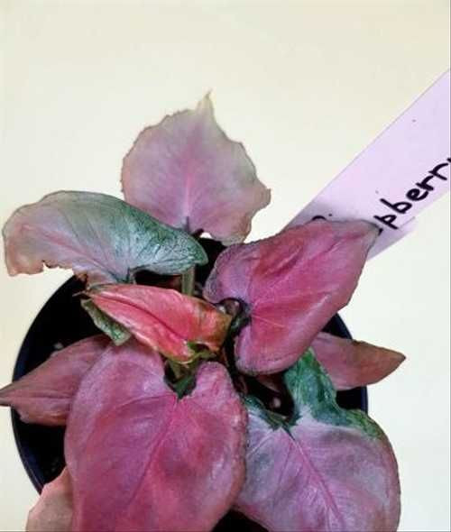 Сингониум МАЛИНОВЫЙ КРЕМ (растение)