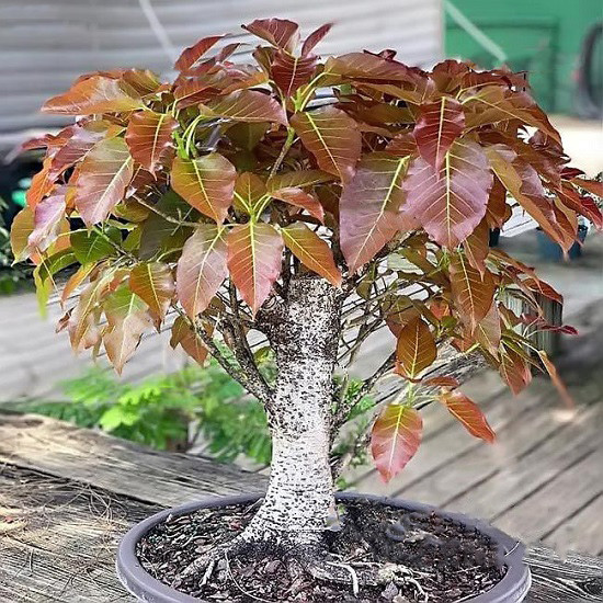 Ficus INGENS или Фикус Огромный (растение)