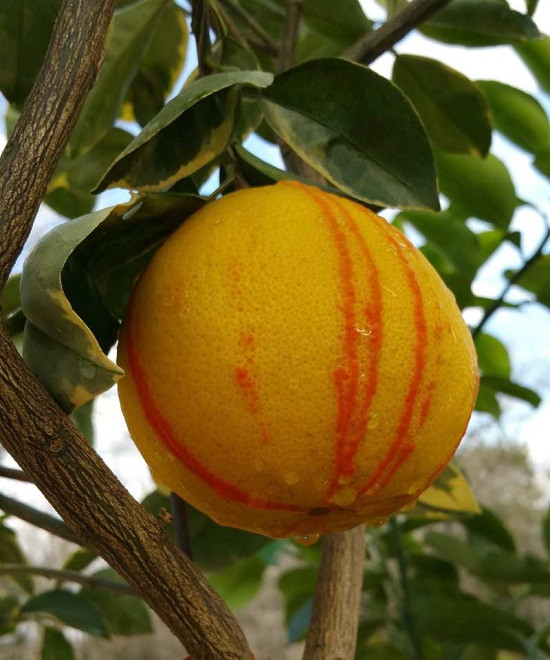 Минеола Вариегатная (растение)