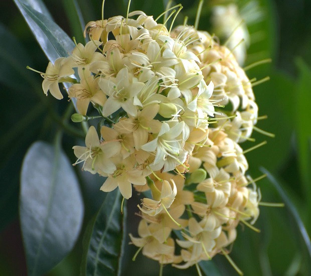 Fagraea FRAGRANS или Фагрея Душистая (растение)