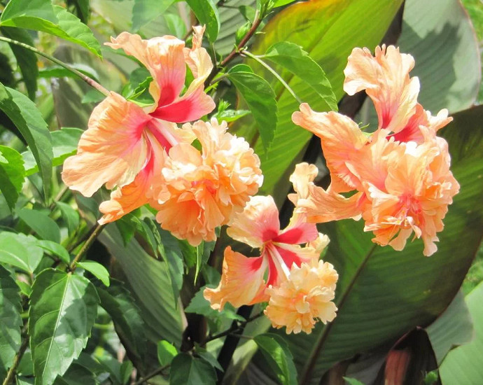 Гибискус Шизопеталус EL CAPITOLIO (растение)