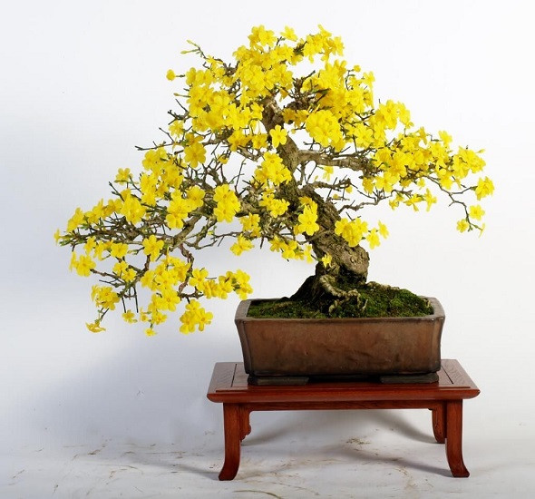 Roseodendron DONNELL-SMITHII или Розеодендрон (растение)