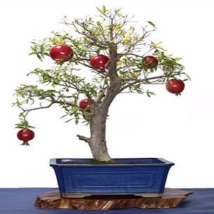 Punica Granatum NANA или Гранат Карликовый (семена)