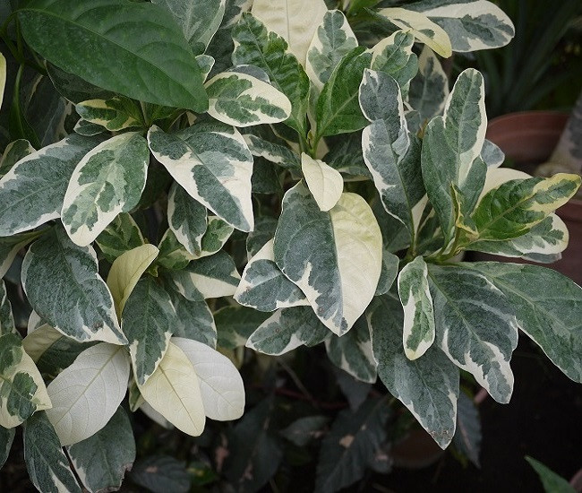 Псевдэрантемум VARIEGATA (растение)