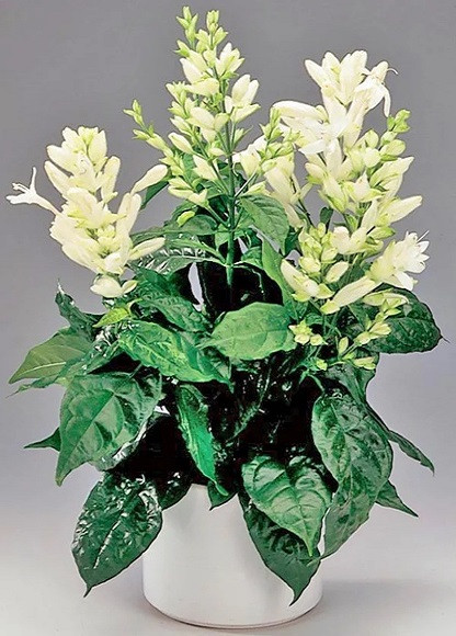 Уайтфельдия Кирпично-Красная (растение)