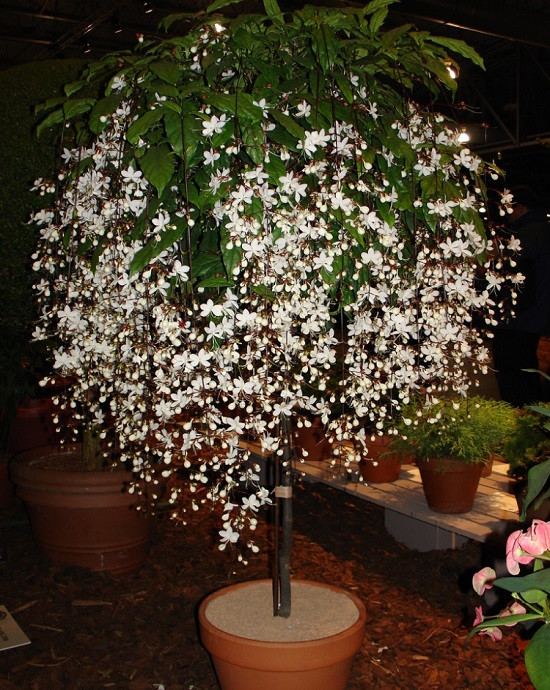 Клеродендрум ШМИДТА (растение)