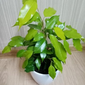 Фикус ЭСТЕР (растение)