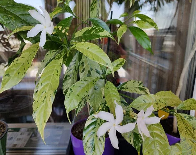 Табернемонтана Вариегатная DIVARICATA SPLASH (растение)