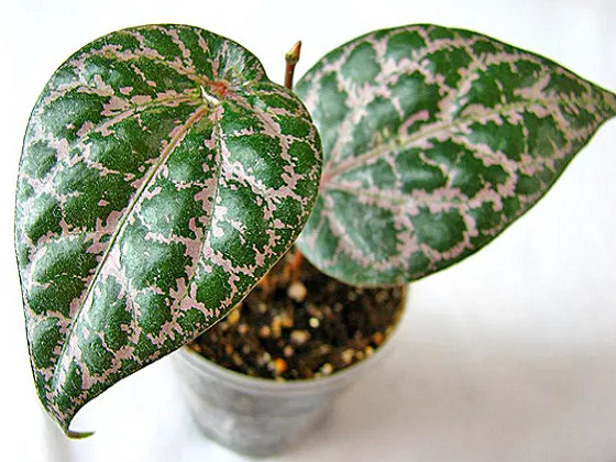 Перец ORNATUM (растение)