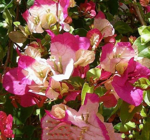 Бугенвиллея SNOWCAP MULTI (растение)