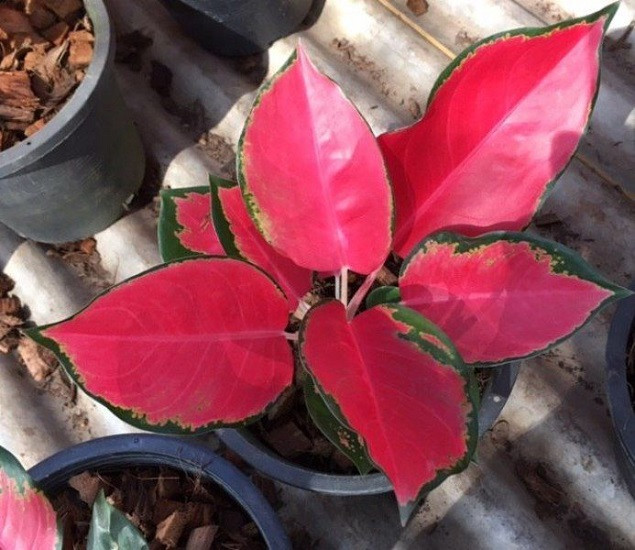 Аглаонема CHANG DAENG (растение)