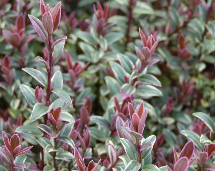 Мирт Вариегатный ИРЭН (растение)